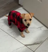 Nova, a female Miniature Schnauzer and Chihuahua for sale in Haines City, FL – Photo 1 of 4