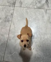 Nova, a female Miniature Schnauzer and Chihuahua for sale in Haines City, FL – Photo 2 of 4