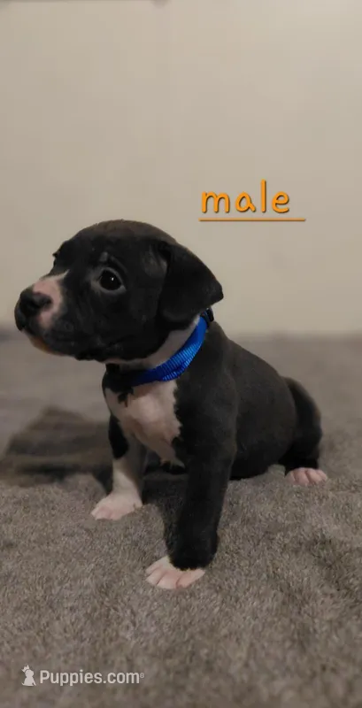 Hugo – American Bully, American Pit Bull Terrier puppy for sale in Haines City, FL