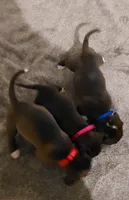 Hugo, a female American Bully and American Pit Bull Terrier for sale in Haines City, FL – Photo 3 of 3