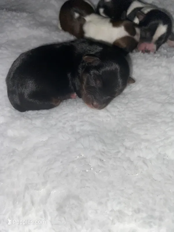 Baby boy – Yorkshire Terrier puppy for sale in Ellijay, GA