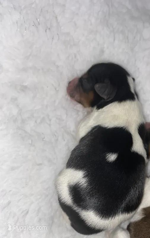 Baby boy2 – Yorkshire Terrier puppy for sale in Ellijay, GA