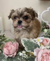 Bo, a male Morkie for sale in Ellijay, GA – Photo 2 of 2