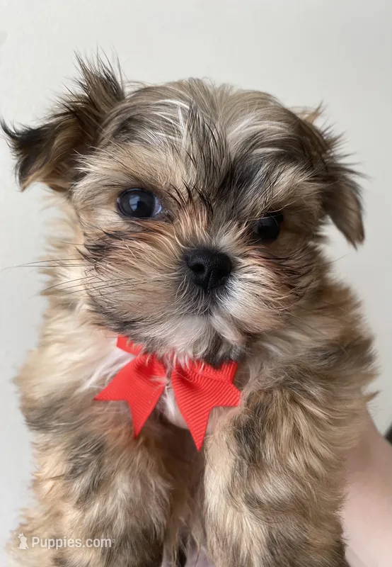 Bo – Morkie puppy for sale in Ellijay, GA