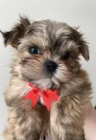 Bo, a male Morkie for sale in Ellijay, GA – Photo 1 of 2