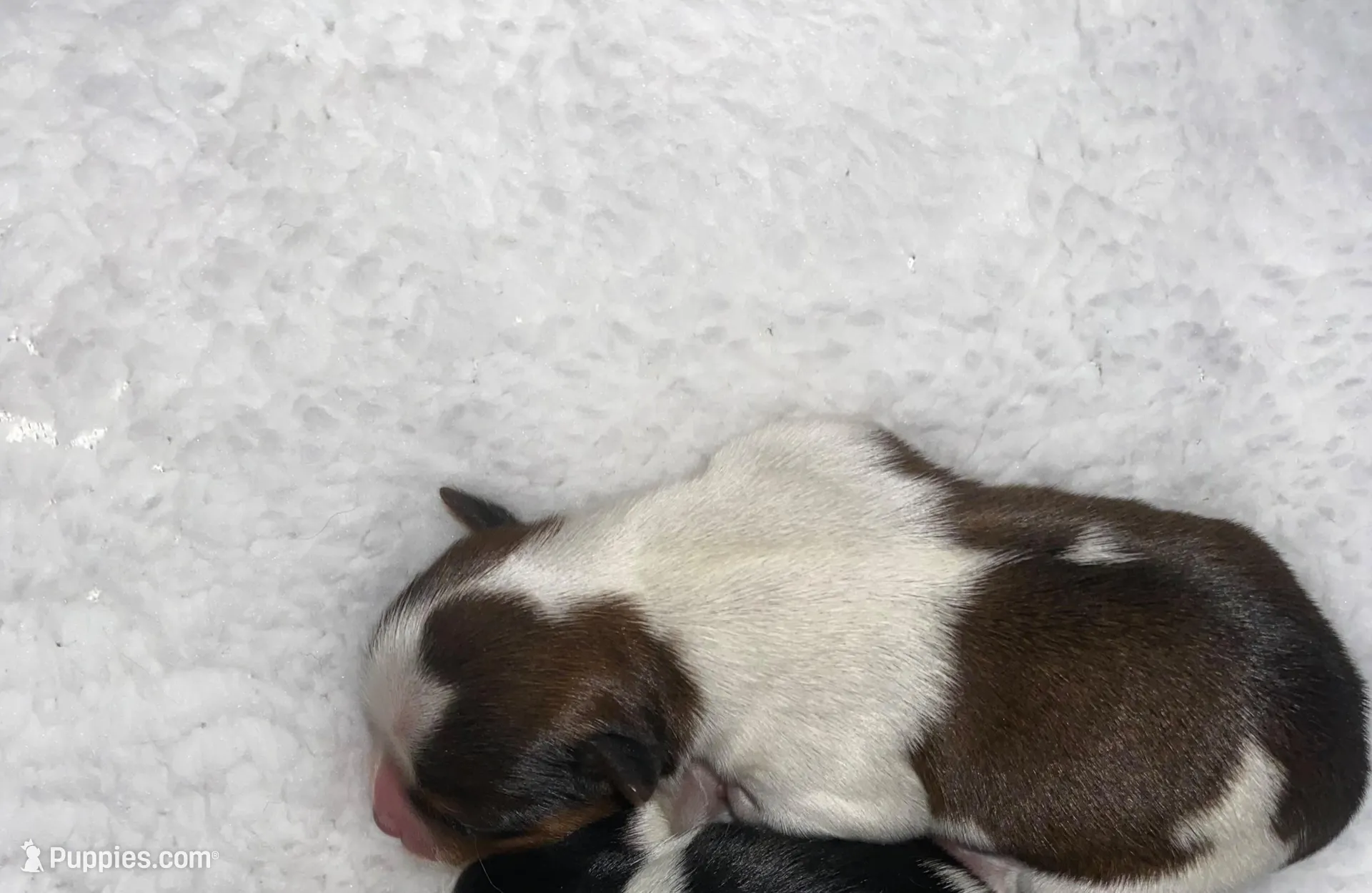 Baby boy3 – Yorkshire Terrier puppy for sale in Ellijay, GA