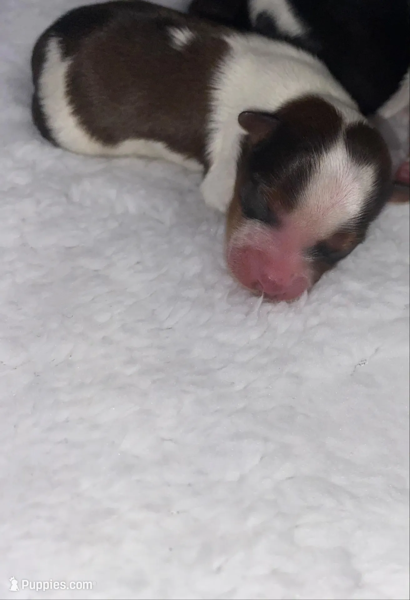 Baby boy3, a male Yorkshire Terrier for sale in Ellijay, GA – Photo 2 of 2