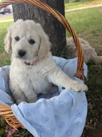 Bingo, a female Goldendoodle for sale in Mesa, AZ – 2 of 3