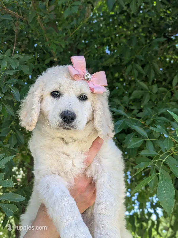 Bingo – Goldendoodle puppy for sale in Mesa, AZ
