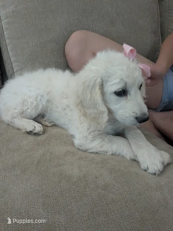 Bingo – Goldendoodle puppy for sale in Mesa, AZ