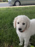 Raja, a female Goldendoodle for sale in Mesa, AZ – 5 of 5