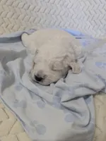 Raja, a female Goldendoodle for sale in Mesa, AZ – 3 of 5