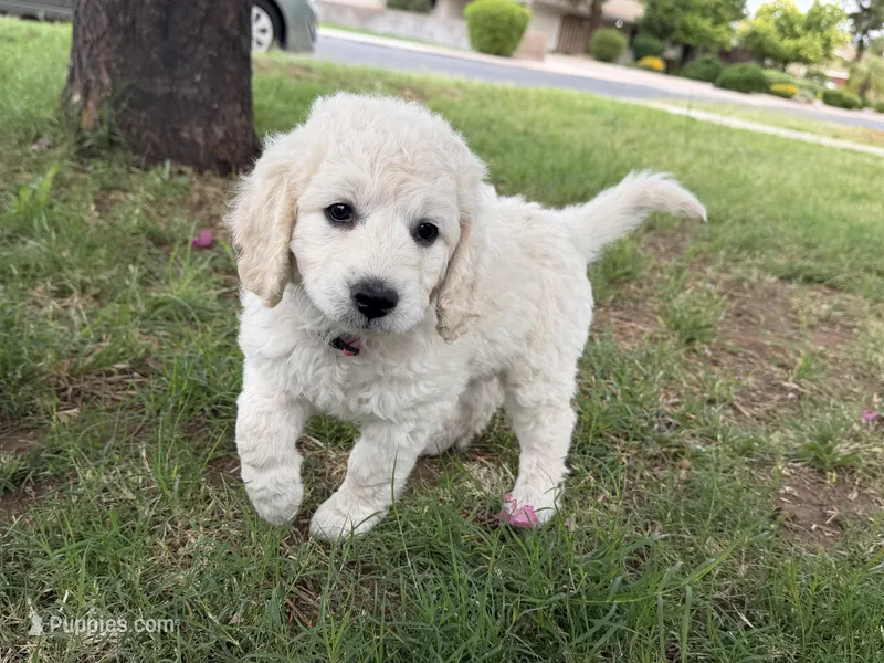 Raja – Goldendoodle puppy for sale in Mesa, AZ