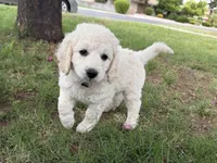 Raja, a female Goldendoodle for sale in Mesa, AZ – 1 of 5