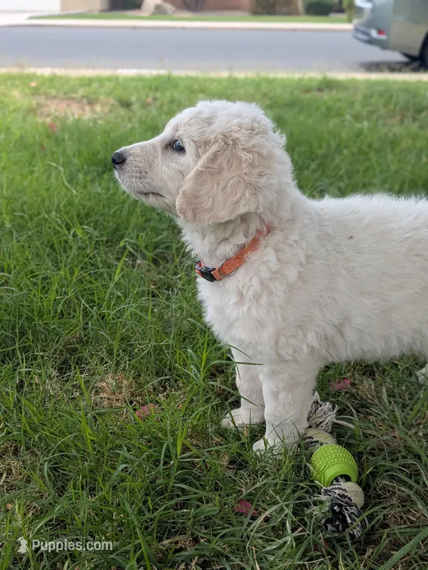 Raja – Goldendoodle puppy for sale in Mesa, AZ
