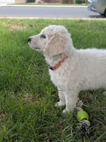Raja, a female Goldendoodle for sale in Mesa, AZ – 2 of 5