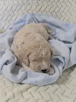 Eagle Eye, a male Goldendoodle for sale in Mesa, AZ – 4 of 4