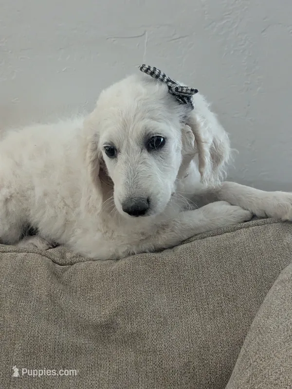 Raja – Goldendoodle puppy for sale in Mesa, AZ