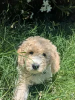 Eagle Eye, a male Goldendoodle for sale in Mesa, AZ – 2 of 4