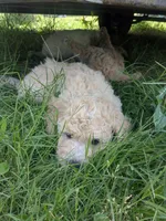Eagle Eye, a male Goldendoodle for sale in Mesa, AZ – 3 of 4