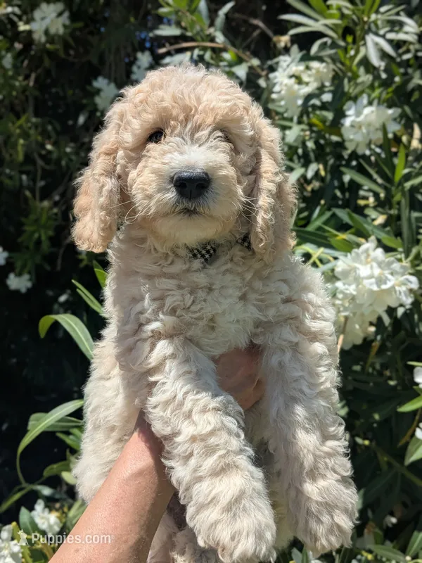 Eagle Eye, a male Goldendoodle for sale in Mesa, AZ – 1 of 4