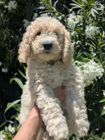 Eagle Eye, a male Goldendoodle for sale in Mesa, AZ – 1 of 4