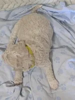 Poppy, a female Goldendoodle for sale in Mesa, AZ – 4 of 5