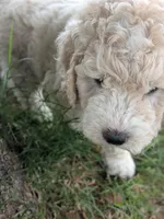 Poppy, a female Goldendoodle for sale in Mesa, AZ – 5 of 5