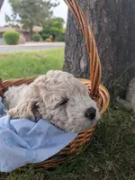 Poppy, a female Goldendoodle for sale in Mesa, AZ – 1 of 5