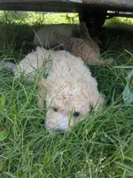 Poppy, a female Goldendoodle for sale in Mesa, AZ – 2 of 5