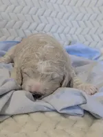 Poppy, a female Goldendoodle for sale in Mesa, AZ – 3 of 5