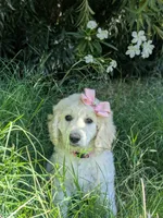 Bingo, a female Goldendoodle for sale in Mesa, AZ – 3 of 3