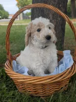 Spot, a male Goldendoodle for sale in Mesa, AZ – 2 of 4