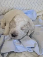 Spot, a male Goldendoodle for sale in Mesa, AZ – 4 of 4
