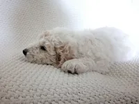 Spot, a male Goldendoodle for sale in Mesa, AZ – 1 of 4