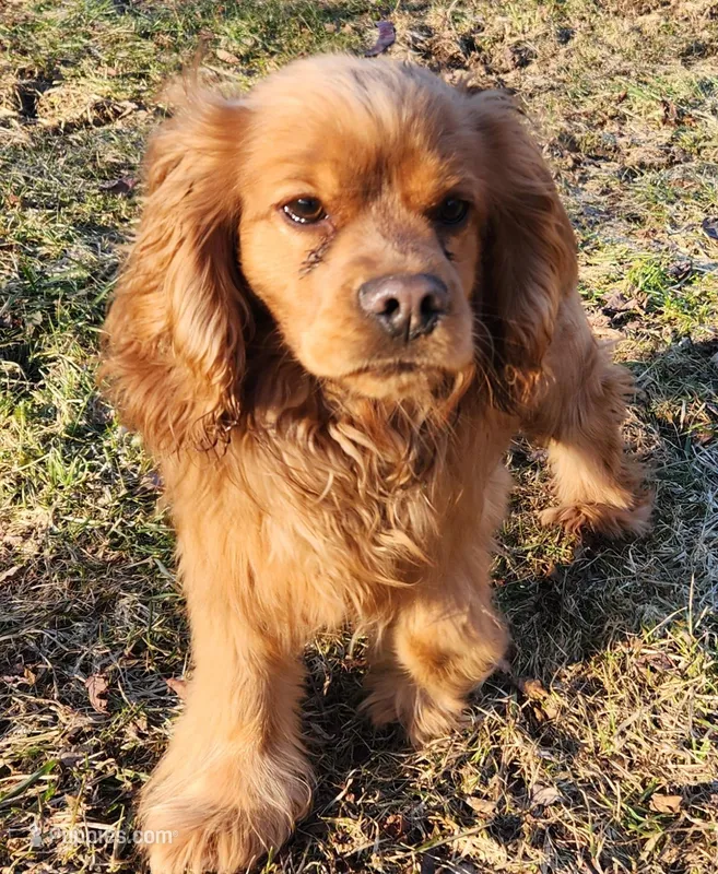 Button – Cocker Spaniel, Labrador Retriever puppy for sale in Weedsport, NY