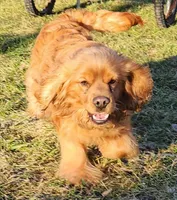 Button, a male Cocker Spaniel and Labrador Retriever for sale in Weedsport, NY – Photo 3 of 8