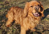 Button, a male Cocker Spaniel and Labrador Retriever for sale in Weedsport, NY – Photo 2 of 8