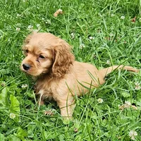 Button, a male Cocker Spaniel and Labrador Retriever for sale in Weedsport, NY – Photo 6 of 8
