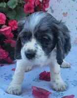 Dolly, a female Cocker Spaniel and Labrador Retriever for sale in Weedsport, NY – 6 of 8
