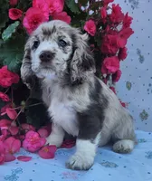 Holly, a female Cocker Spaniel and Labrador Retriever for sale in Weedsport, NY – 2 of 8
