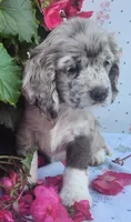 Holly, a female Cocker Spaniel and Labrador Retriever for sale in Weedsport, NY – 4 of 8