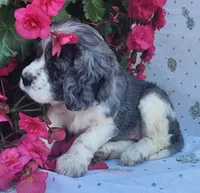 Dolly, a female Cocker Spaniel and Labrador Retriever for sale in Weedsport, NY – 5 of 8