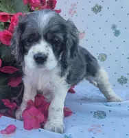 Dolly, a female Cocker Spaniel and Labrador Retriever for sale in Weedsport, NY – 3 of 8