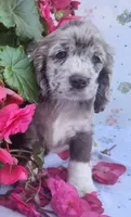 Holly, a female Cocker Spaniel and Labrador Retriever for sale in Weedsport, NY – 6 of 8