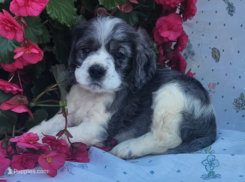 Dolly – Cocker Spaniel, Labrador Retriever puppy for sale in Weedsport, NY