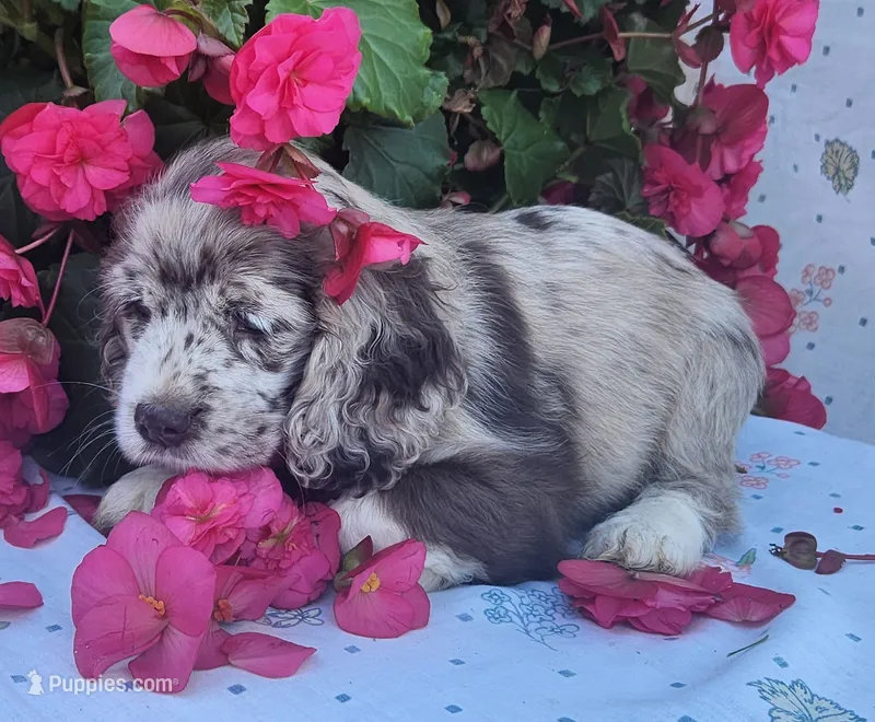 Holly – Cocker Spaniel, Labrador Retriever puppy for sale in Weedsport, NY