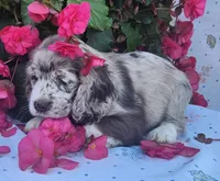 Holly, a female Cocker Spaniel and Labrador Retriever for sale in Weedsport, NY – 1 of 8