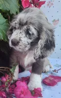 Holly, a female Cocker Spaniel and Labrador Retriever for sale in Weedsport, NY – 5 of 8