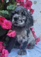 Molly, a female Cocker Spaniel and Labrador Retriever for sale in Weedsport, NY – 3 of 4